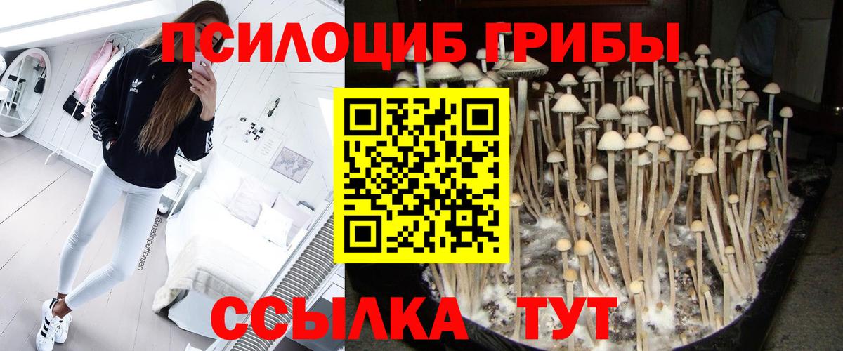 Псилоцибиновые грибы мицелий Урюпинск